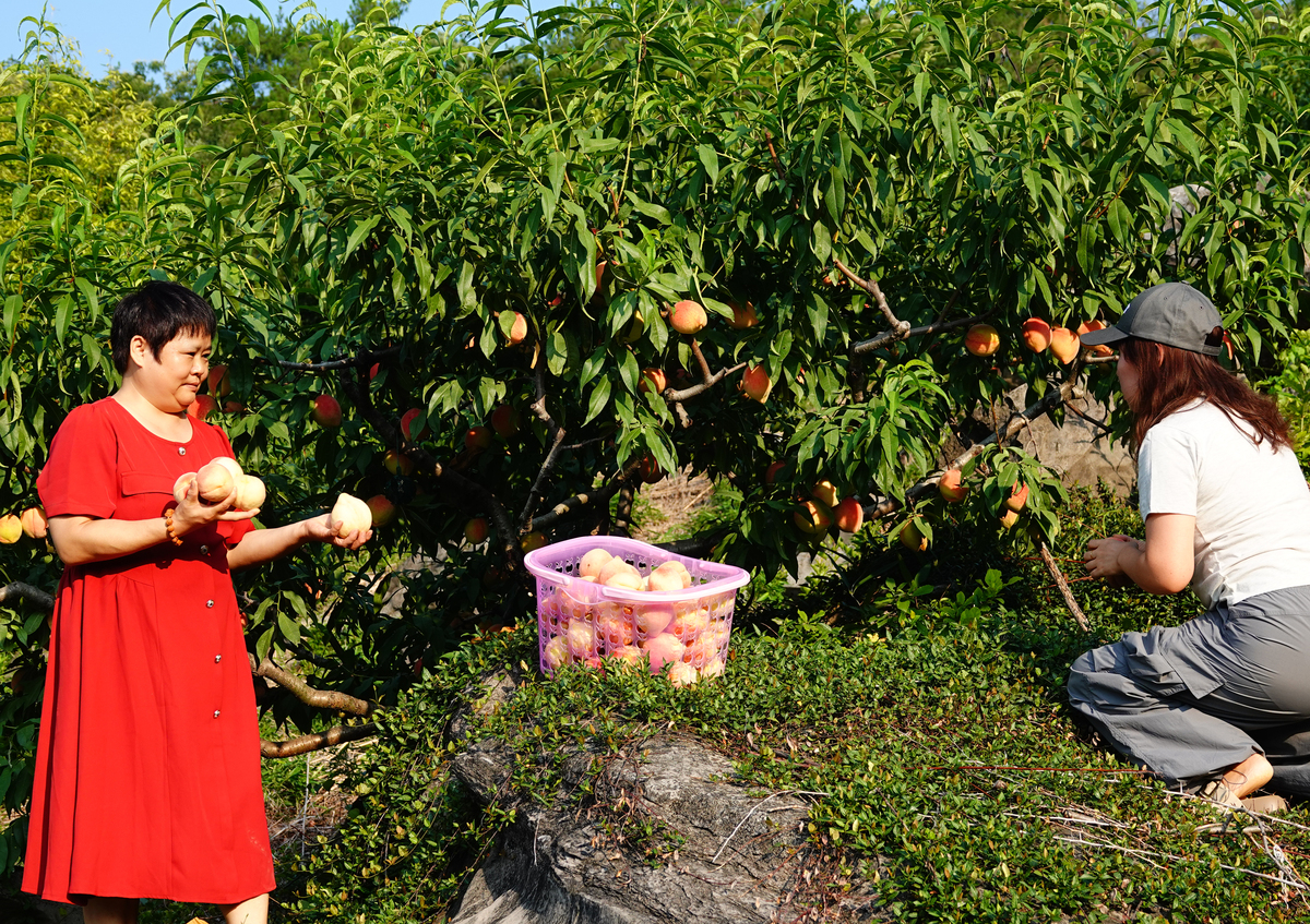 渭南合阳县樱桃种植调研日志 - 投资潜力巨大