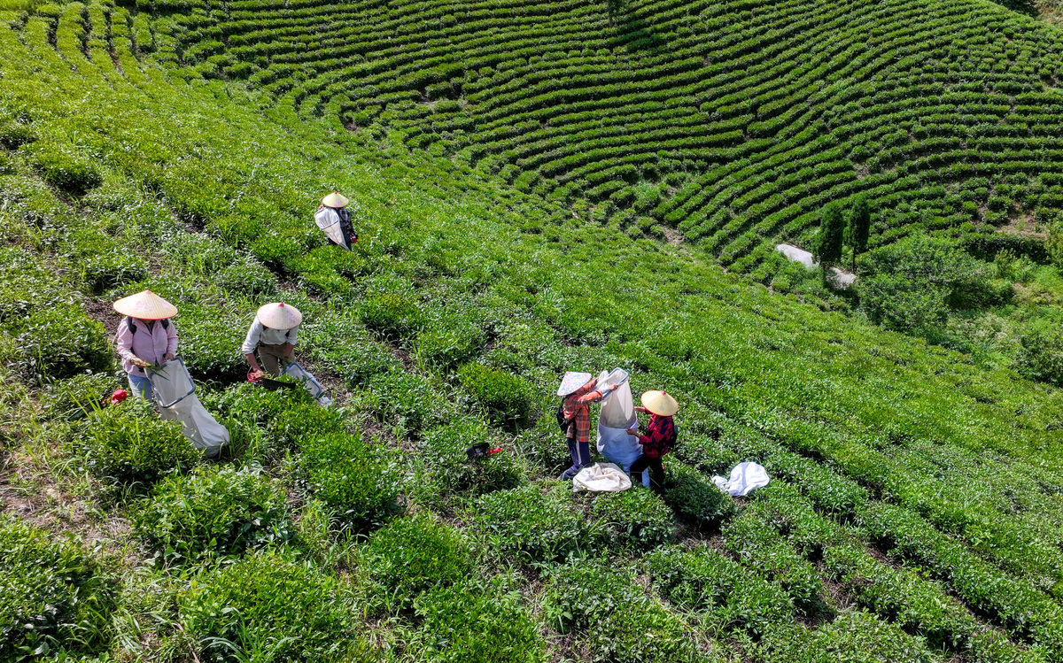 贵州畜牧兽医学校茶树栽培与茶叶加工专业怎么样？就业前景好吗？