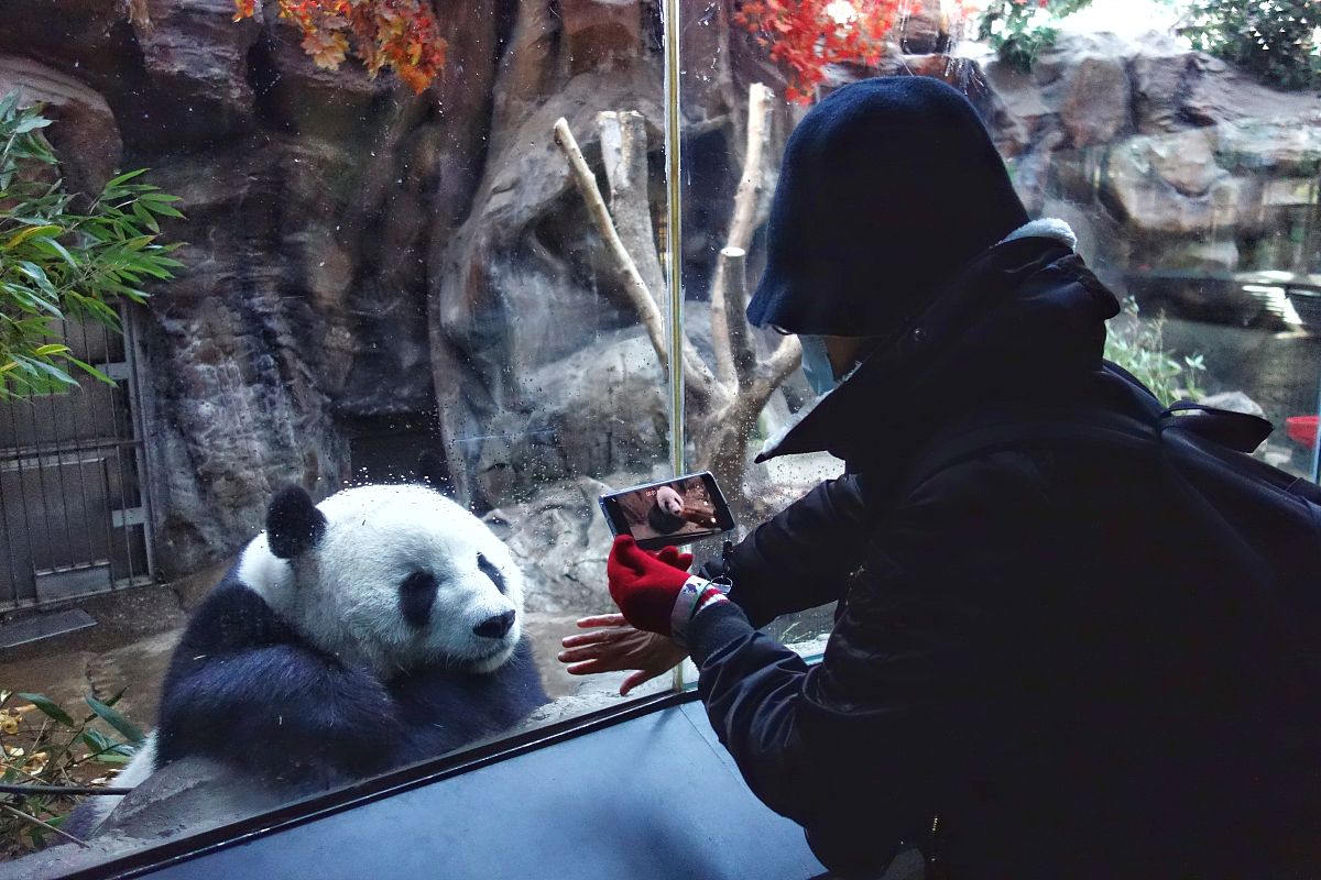 北京动物园熊猫馆游玩攻略：避开人潮，尽享萌宠魅力