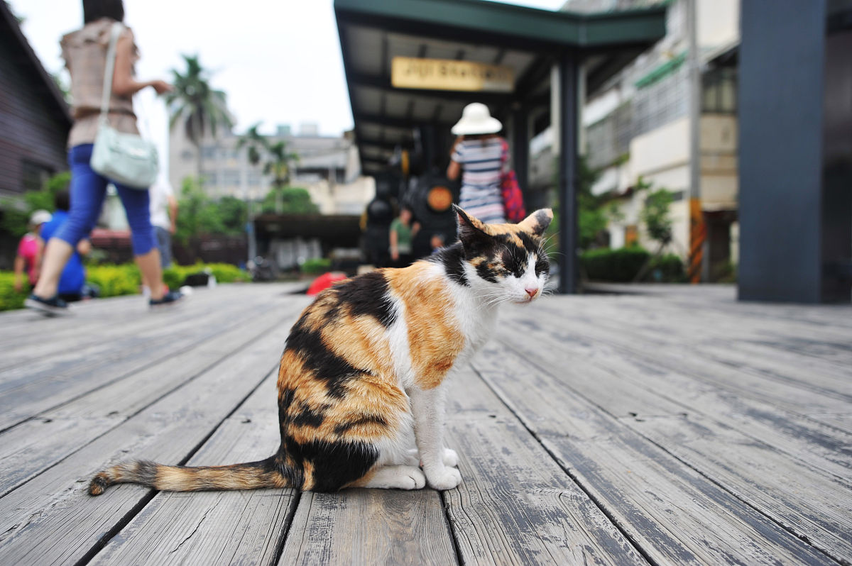 寻猫启示：寻找黄金锦鲤猫