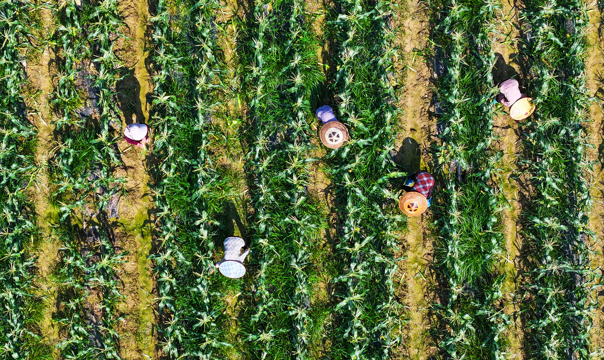 桑业是什么意思_词语桑业的意思