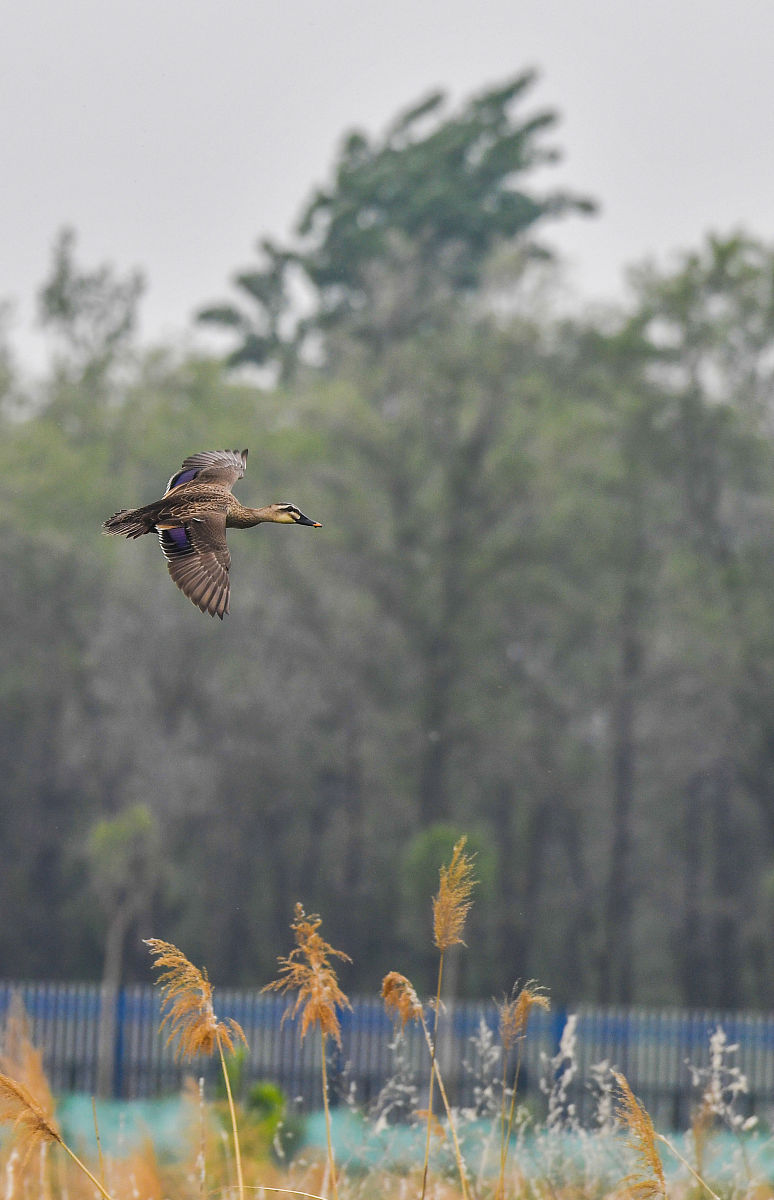 民族团结书法内容要求10字以内。