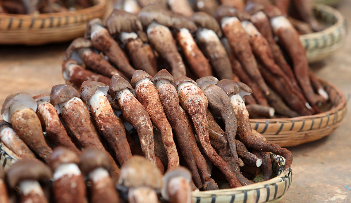 星星当空打靶鸡枞鸡枞满满