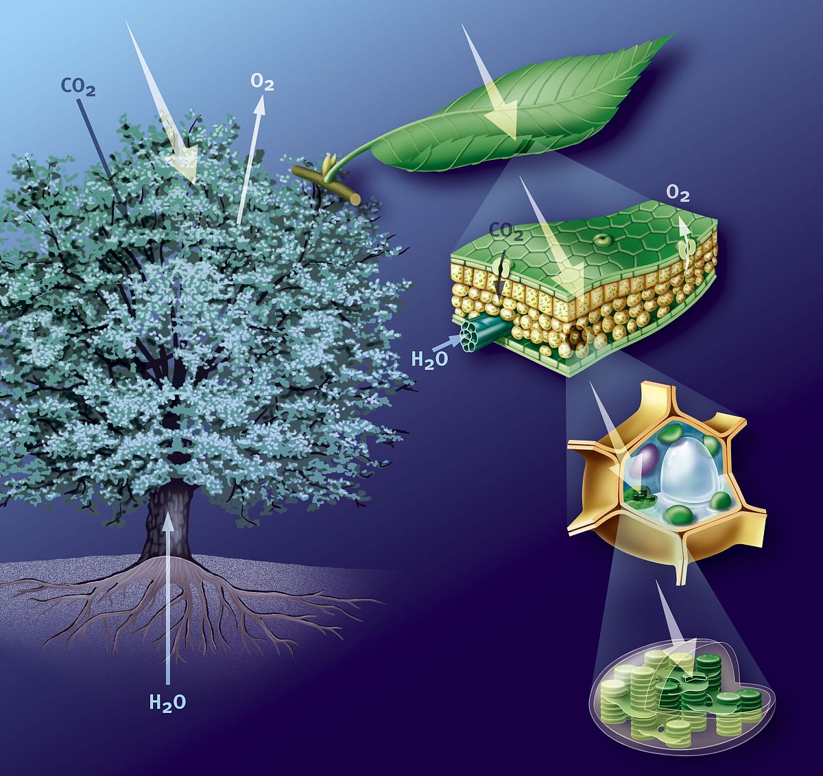 Therefore it is imperative to establish an ideal plant architecture with a suitable canopy structure that effectively captures more solar radiation This is essential for dense planting and attaining h