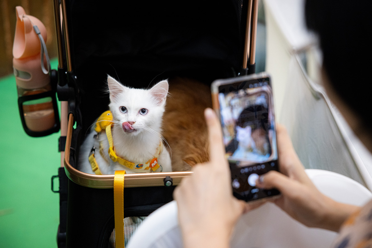 😻铲屎官必看！10个关于猫咪的爆款标题，让你轻松涨粉！