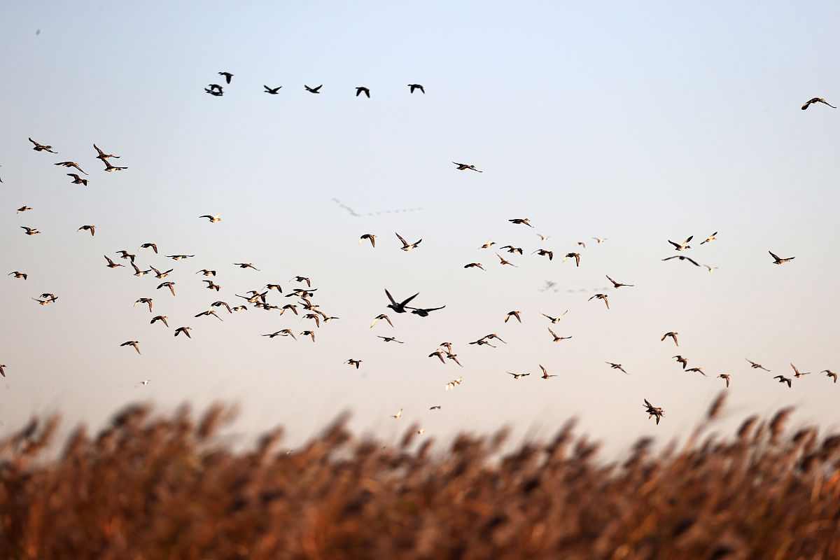 假如我是一只鸟：自由飞翔，探索世界