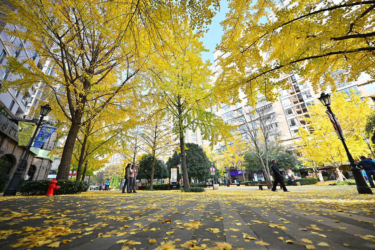 2021年11月30日,上海,寒潮来袭落叶纷飞,黄金城道步行街一夜之间满地