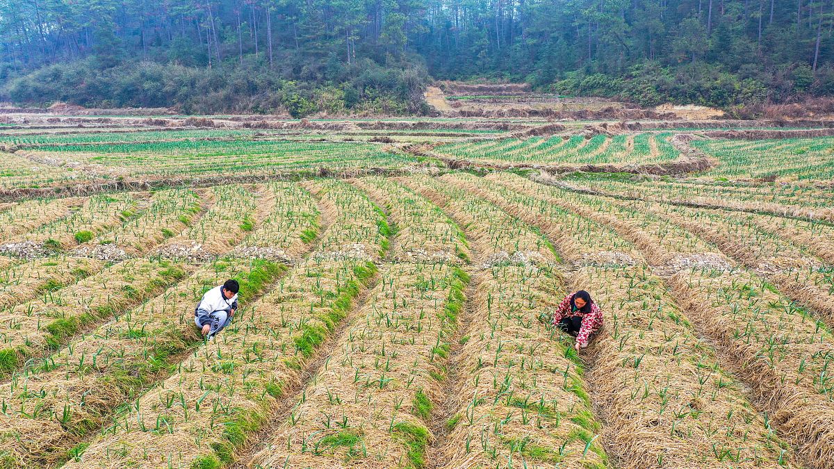种植⾯积相对稳定种植区域相对集中。我国⼤蒜种植⾯积基本稳定在1000