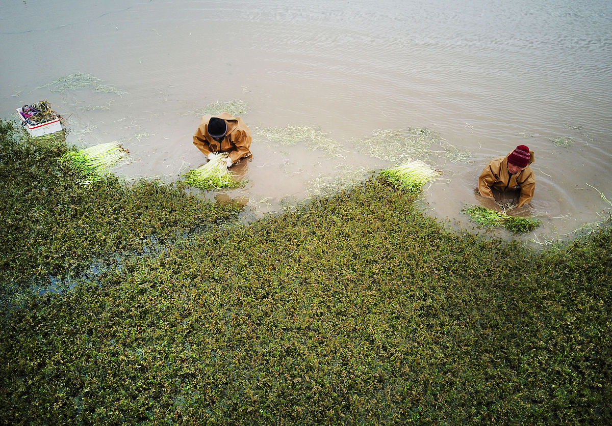 怎么清洗瓶装莼菜，