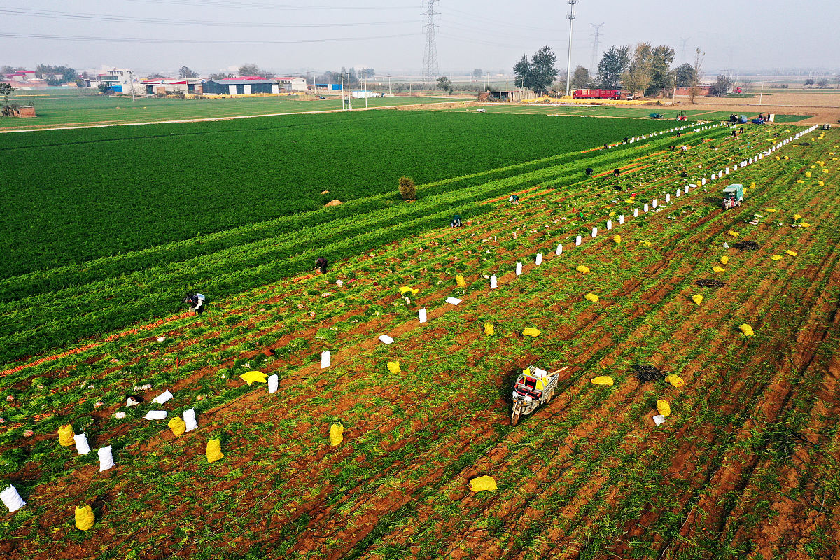 辽宁五峰农业：中国领先的农产品种植、加工和销售企业