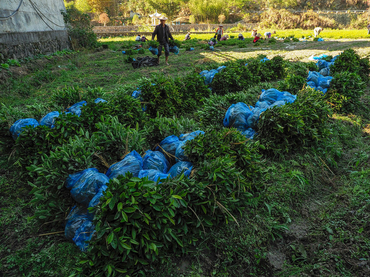 随意栽种绿植引发的环境破坏：一个案例分析