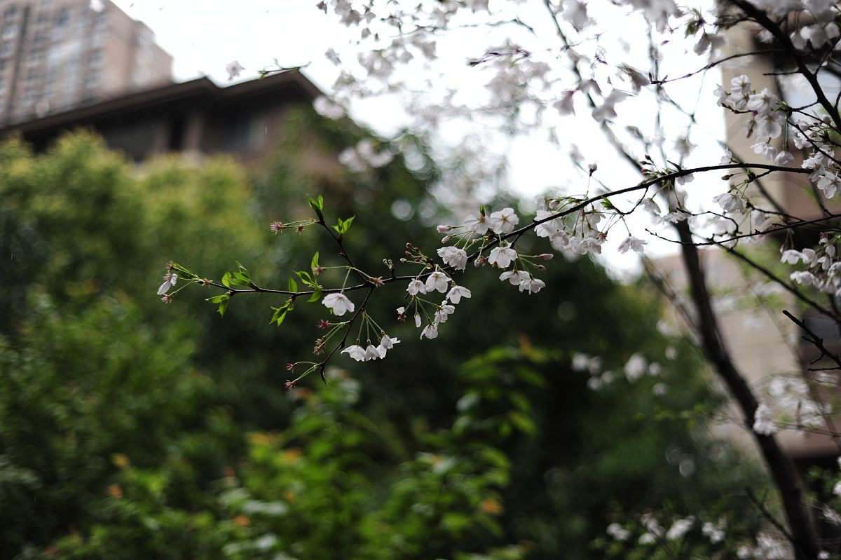 以小学四年级的口吻写一篇名为《江南的春雨》的作文