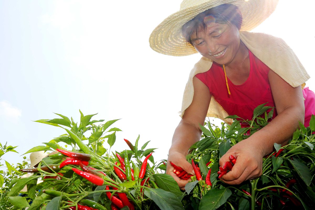 淮北市杜集区中等专业学校2022年招生简章