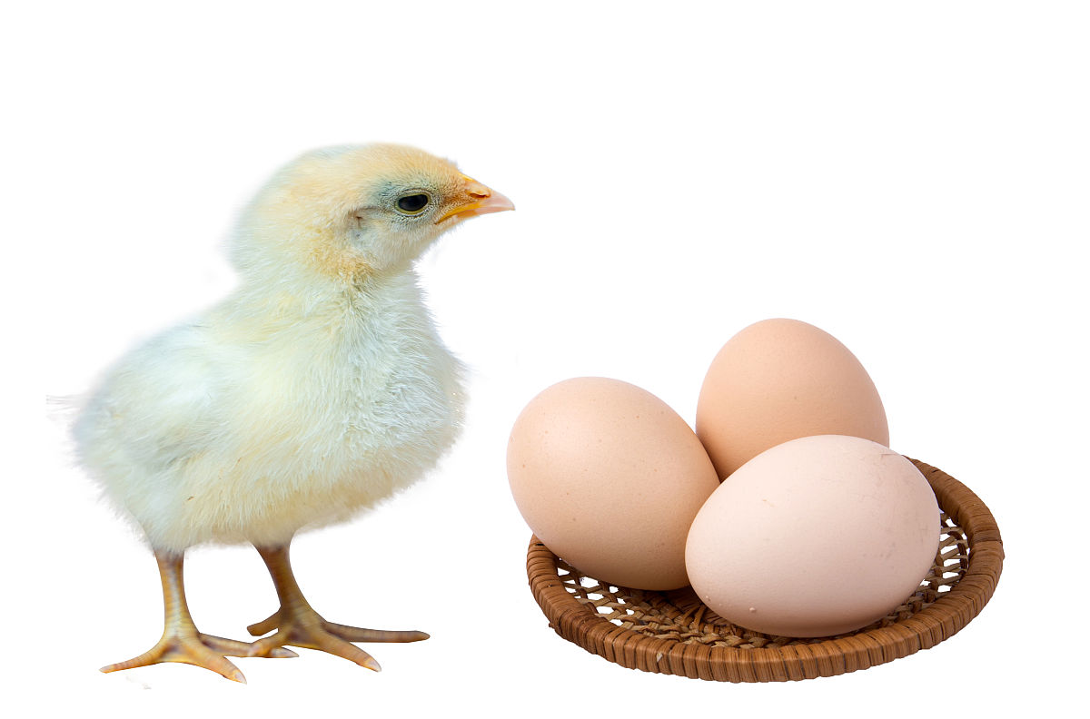 先有鸡还是先有蛋？揭秘生物学谜团