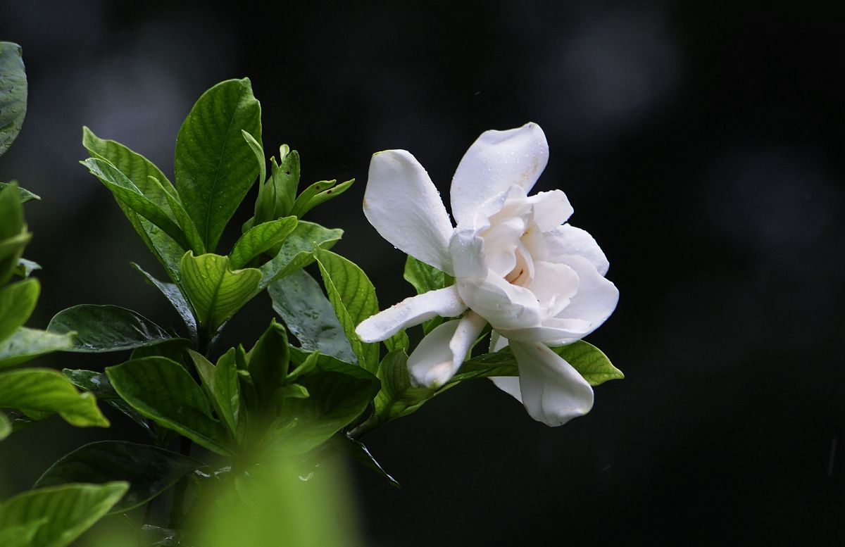 栀子花开：美丽与传奇