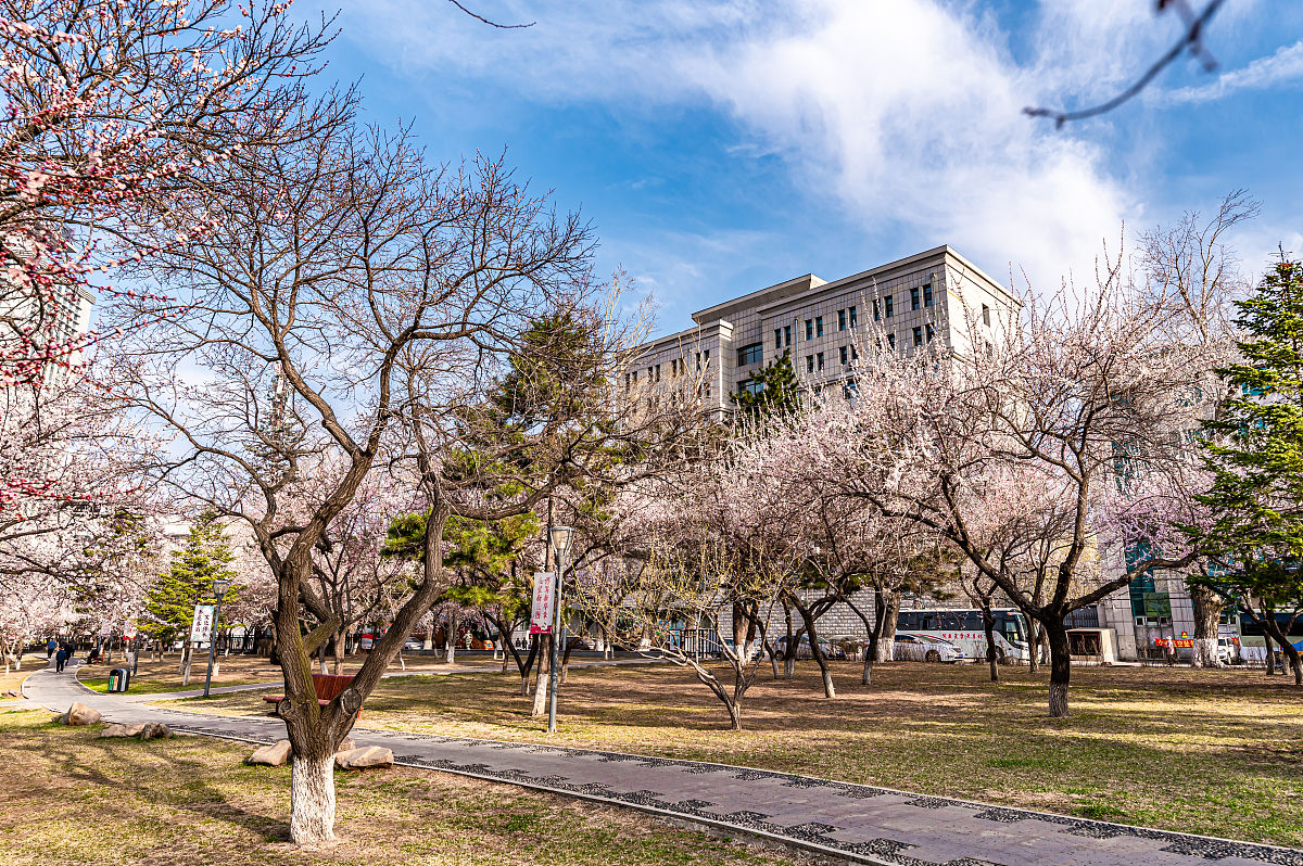 2021年4月20日,吉林长春,长春市又到了春暖花开时,城区内杏花遍地齐绽
