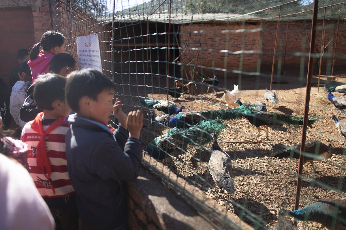 云南曲靖畜牧兽医学校2019年初中起点五年一贯制普通高职大专招生信息