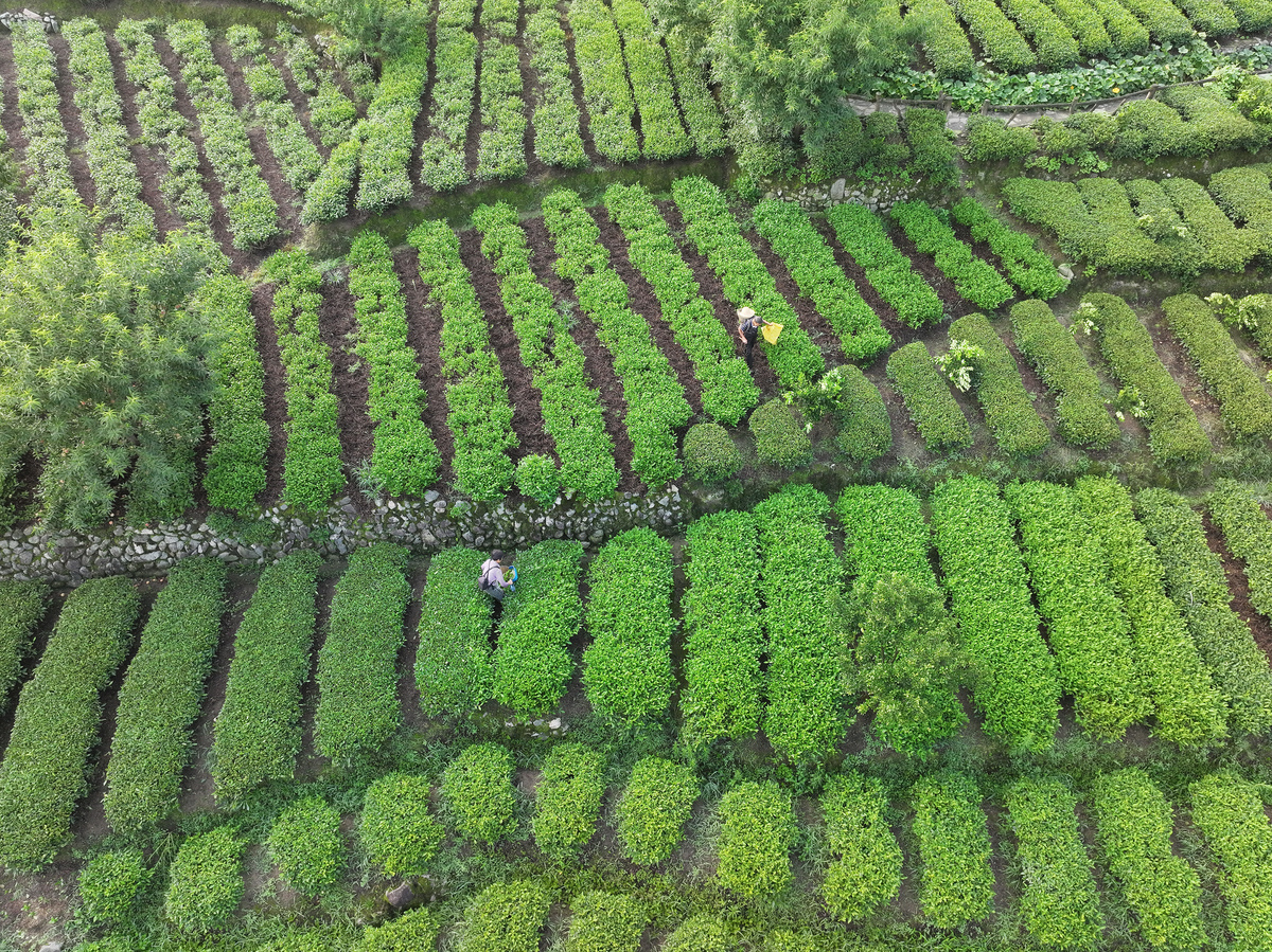 瓮安县中等职业学校茶叶生产与加工专业教学主要内容都有哪些