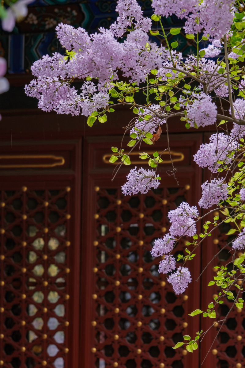 近日,法源寺里的丁香花进入了盛花期,一团团,一簇