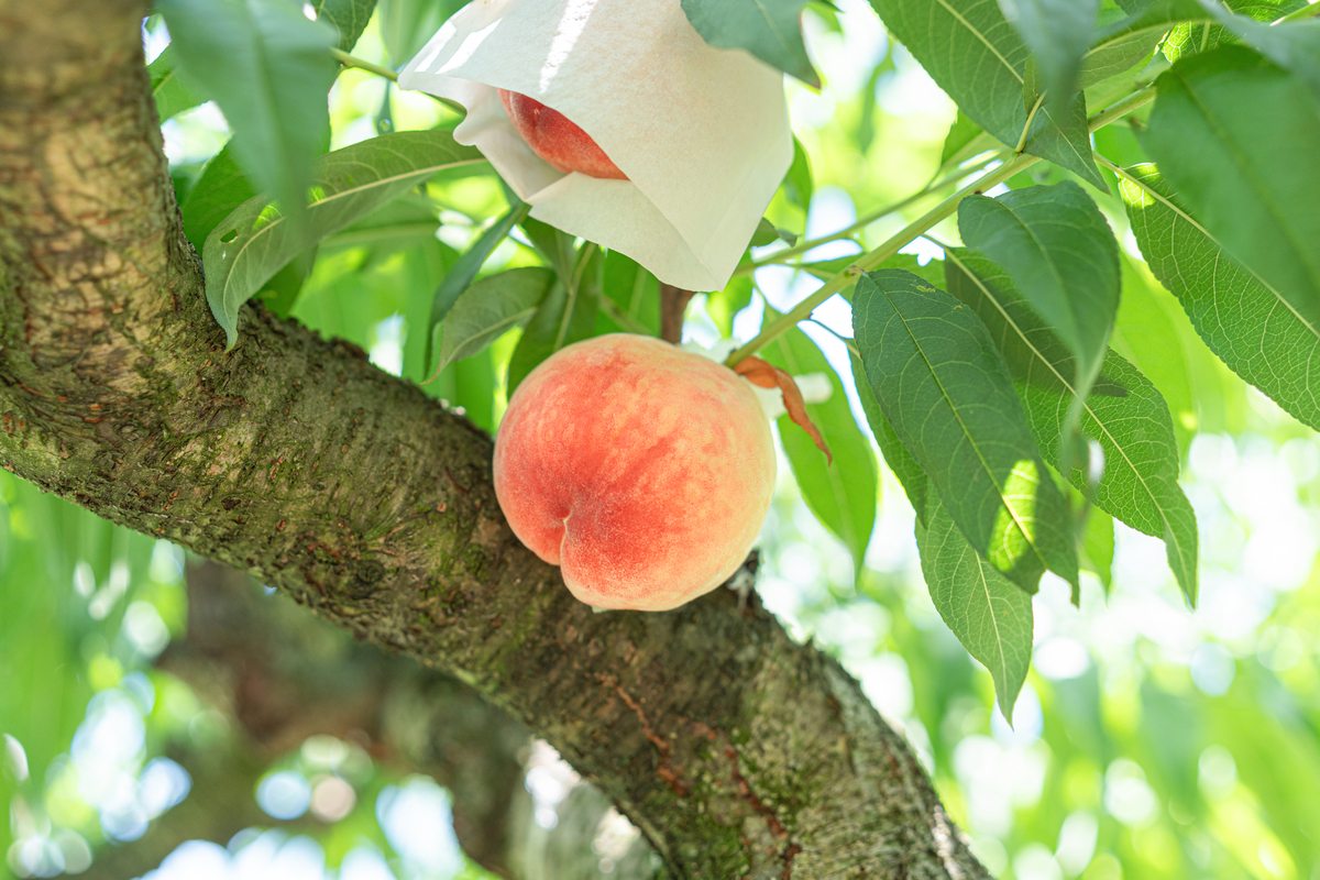 蟠桃成熟季，你准备好了吗？