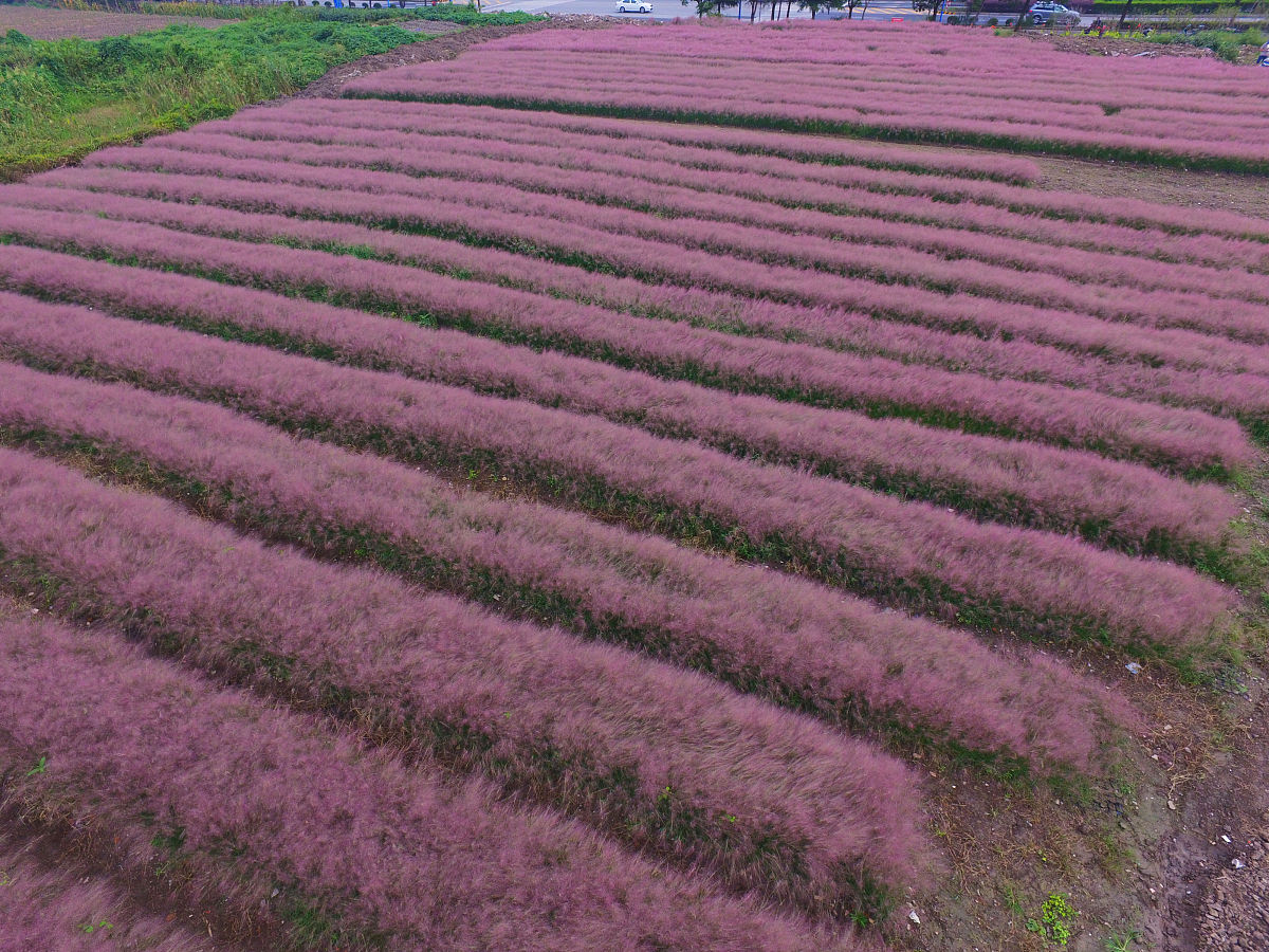 2016年10月01日,上海,大片大片的"网红"粉黛乱子草随风摇曳,甚是好看.