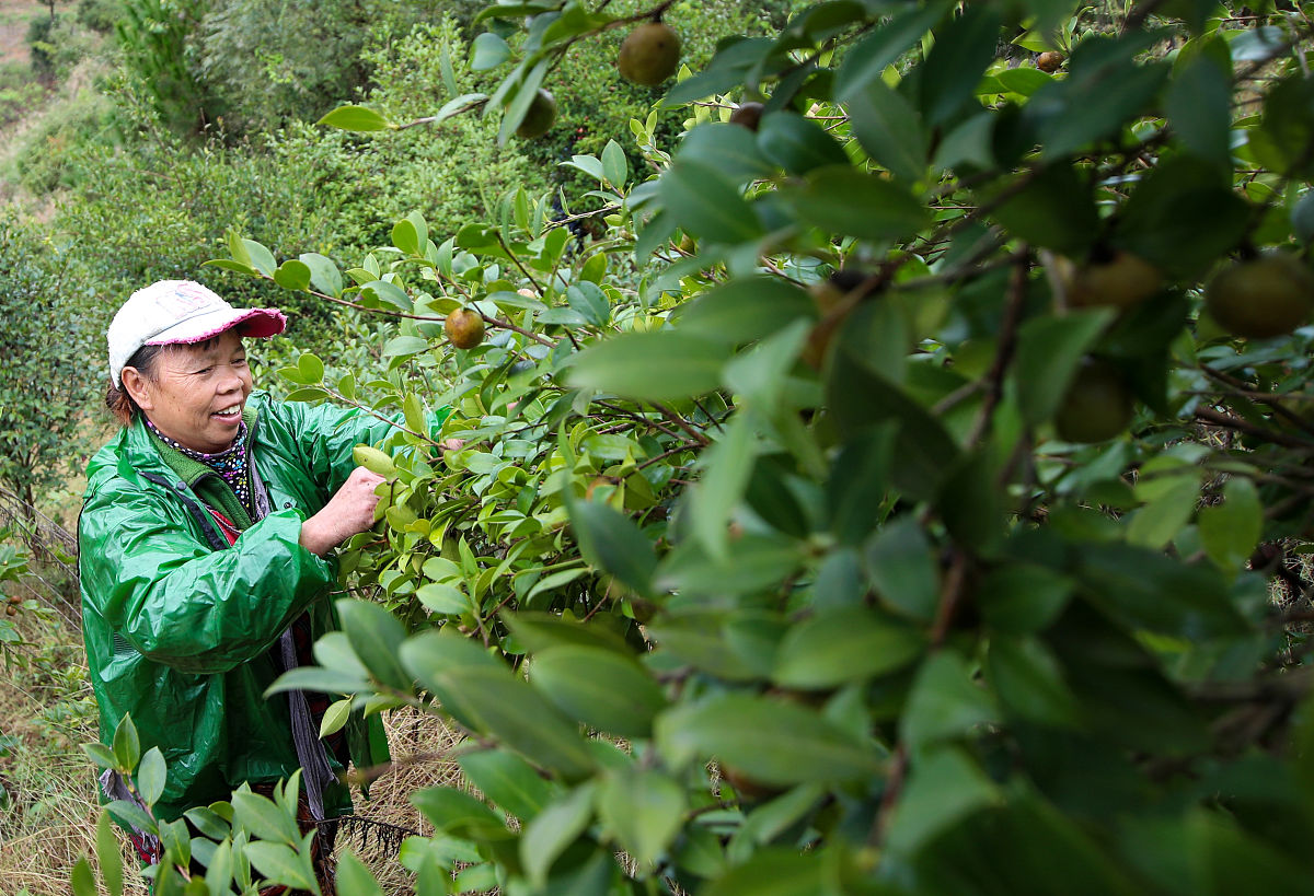 大理南涧茶叶、梅子、核桃产量及生产规模