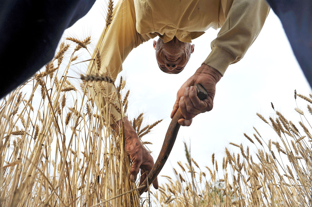 割谷子引发的思考