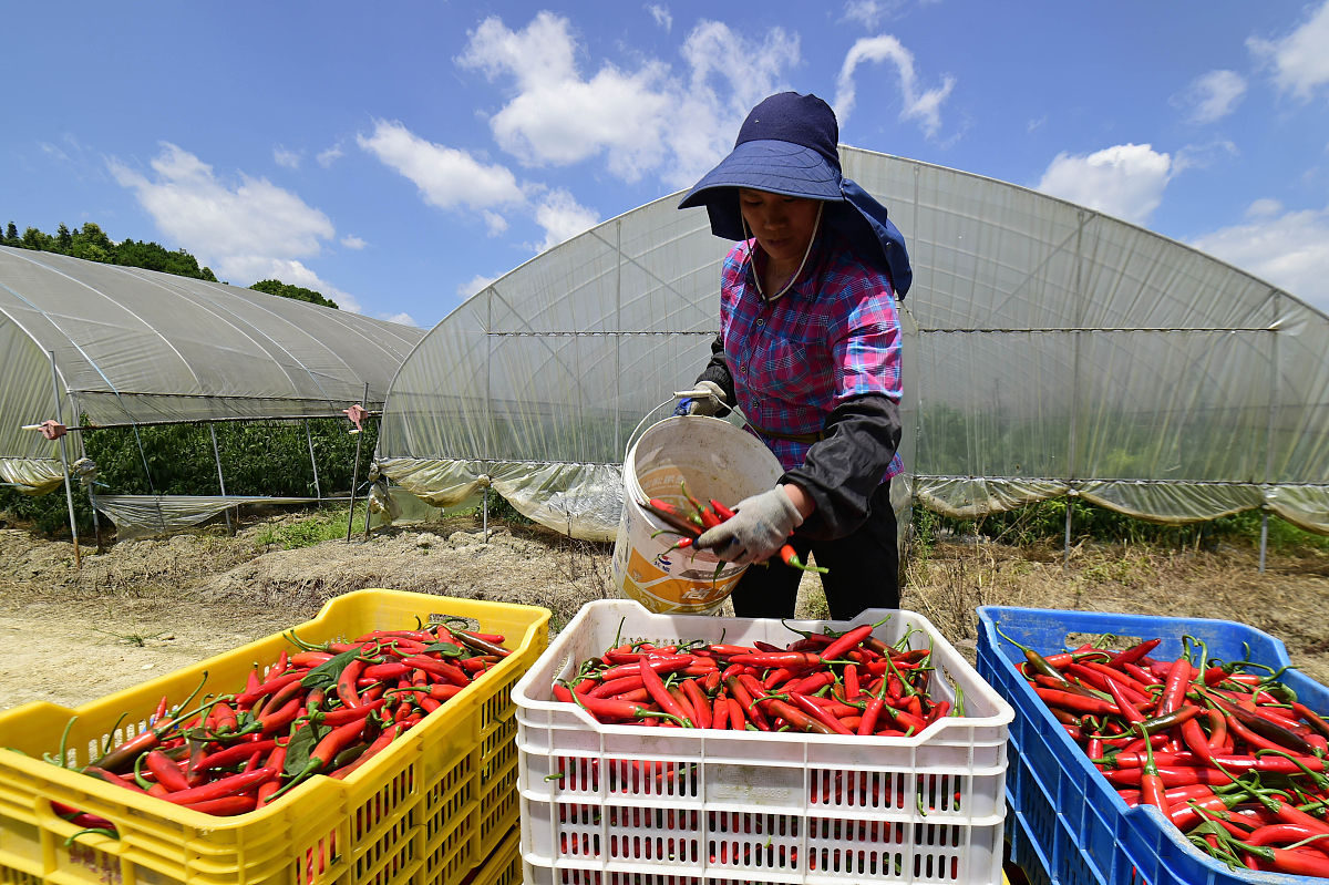 边疆村民有蔬菜大棚给学校送新鲜蔬菜写一个故事