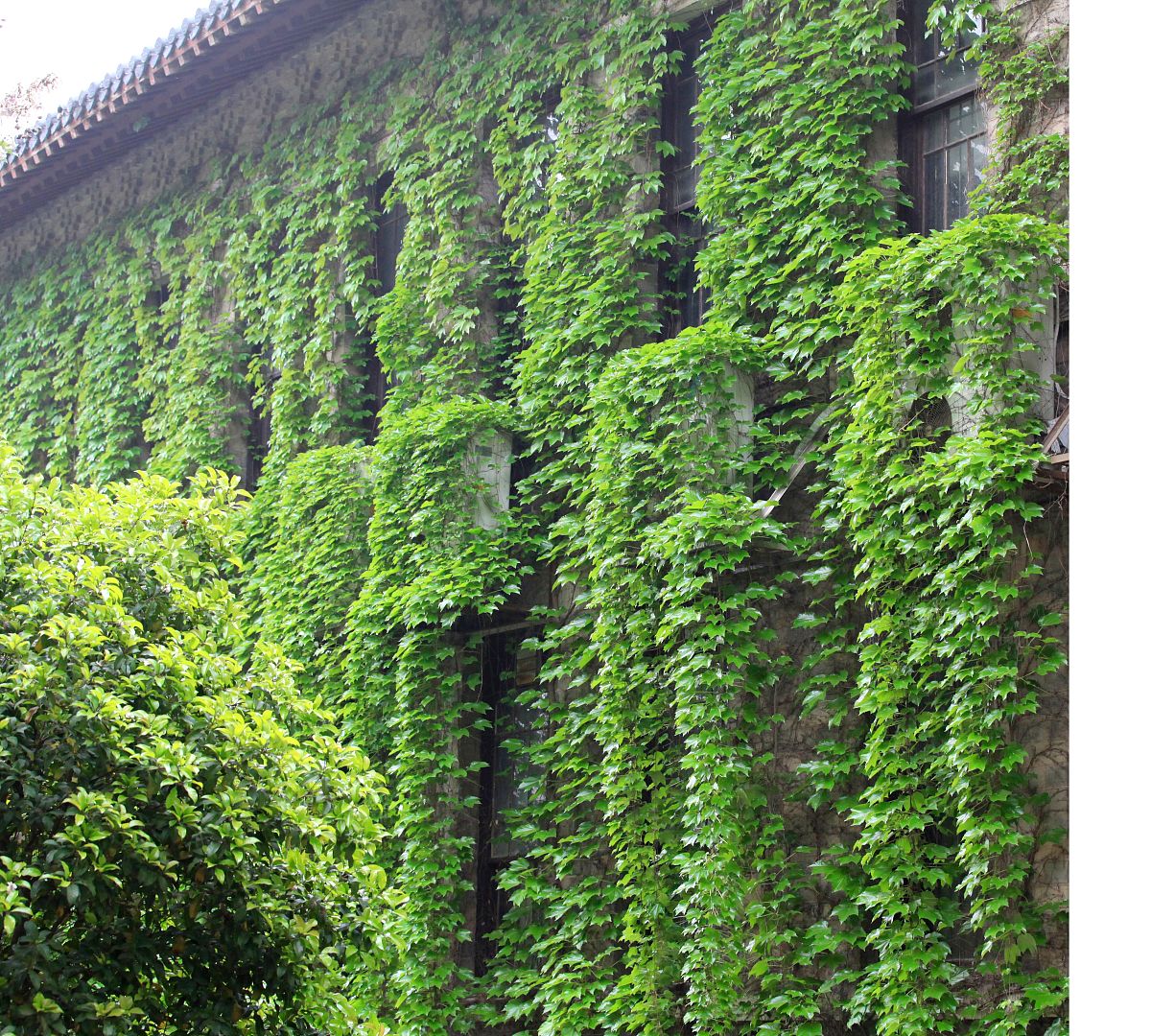 写一份关于春的作文给我