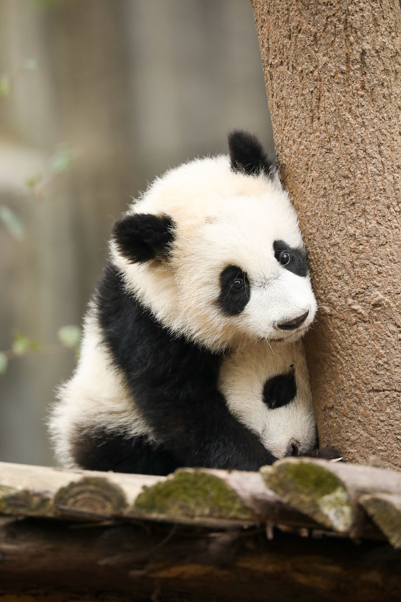 成都城市建设技工学校2022年招生简章