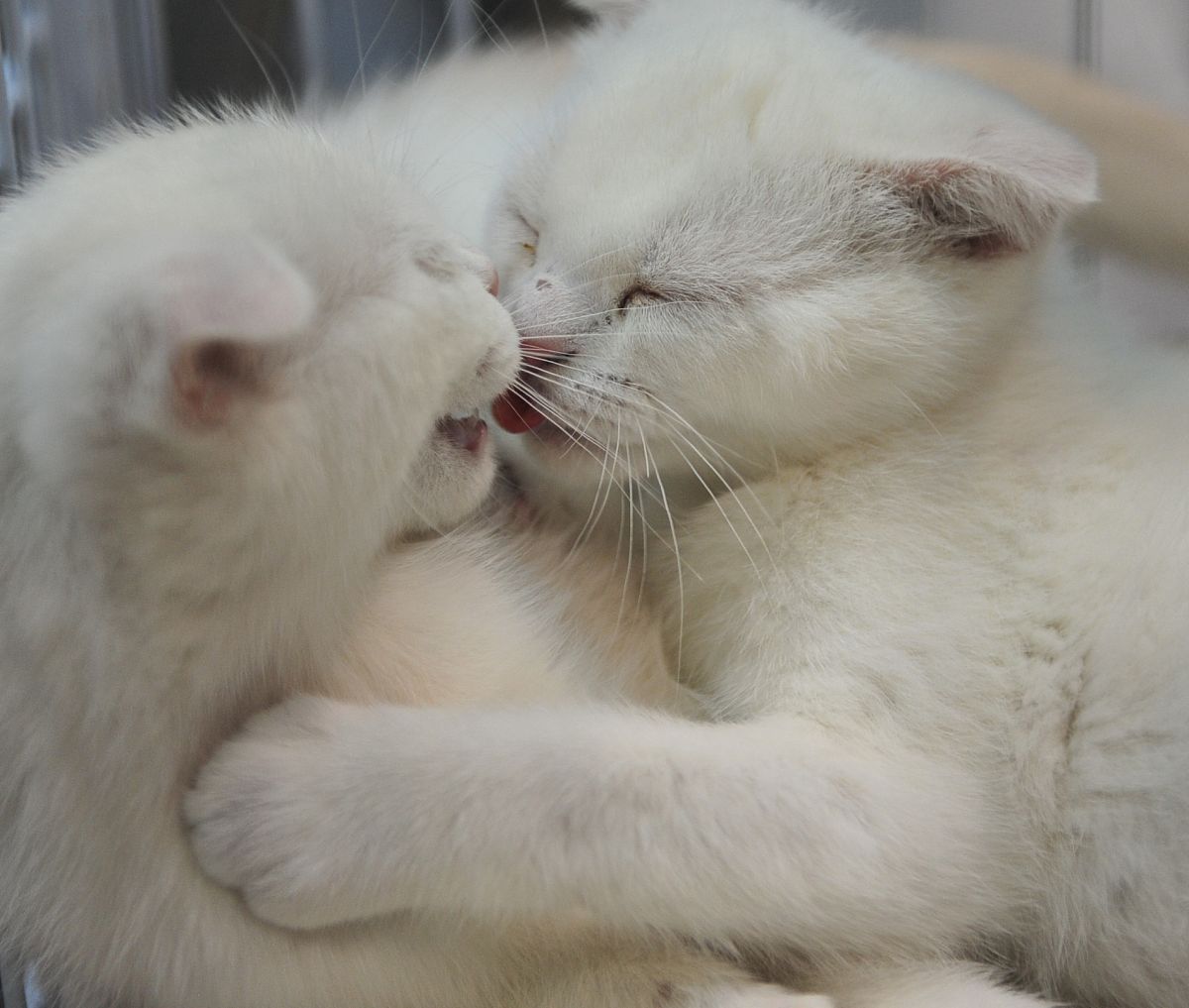 猫咪感谢夸奖，开心得不得了！