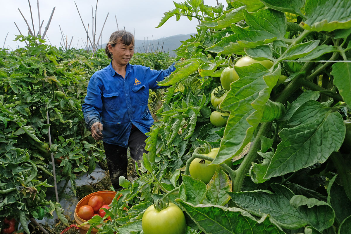 乡村振兴调研实践：团队协作、总结反思、提升自我