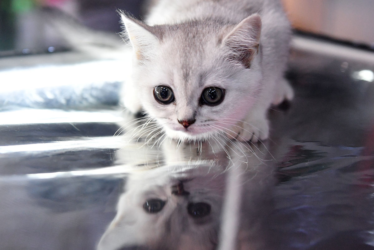 猫一般什么时候吃饭