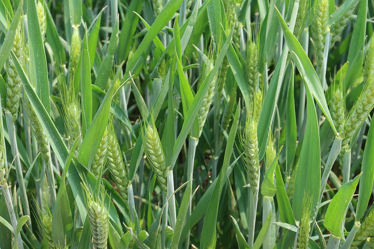 甘肃省小麦抗叶锈病性评价及抗病品种筛选