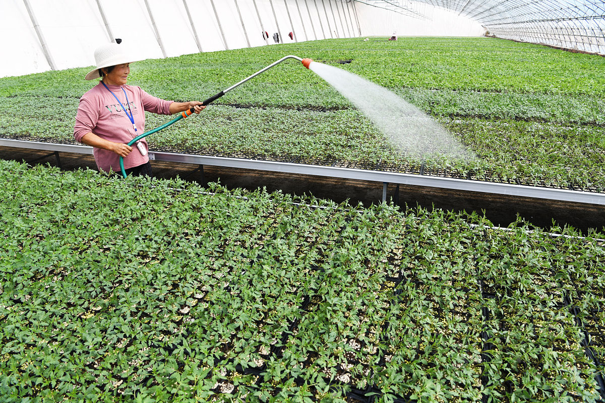 苗木家庭农场管理制度：种植、养护、销售全流程指南