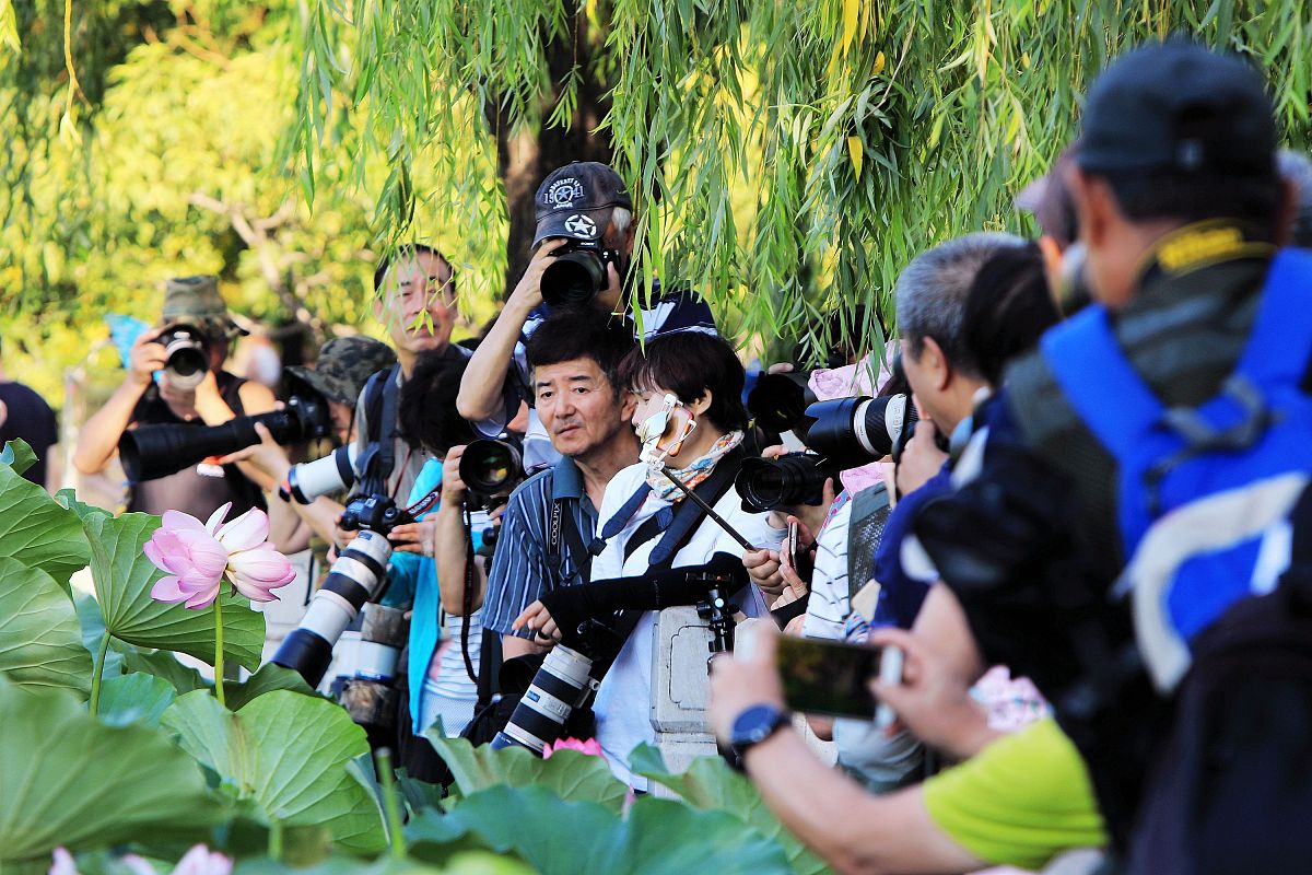 2018年6月29日,北京,近日,莲花池公园意外发现一株并蒂莲,引游人争相