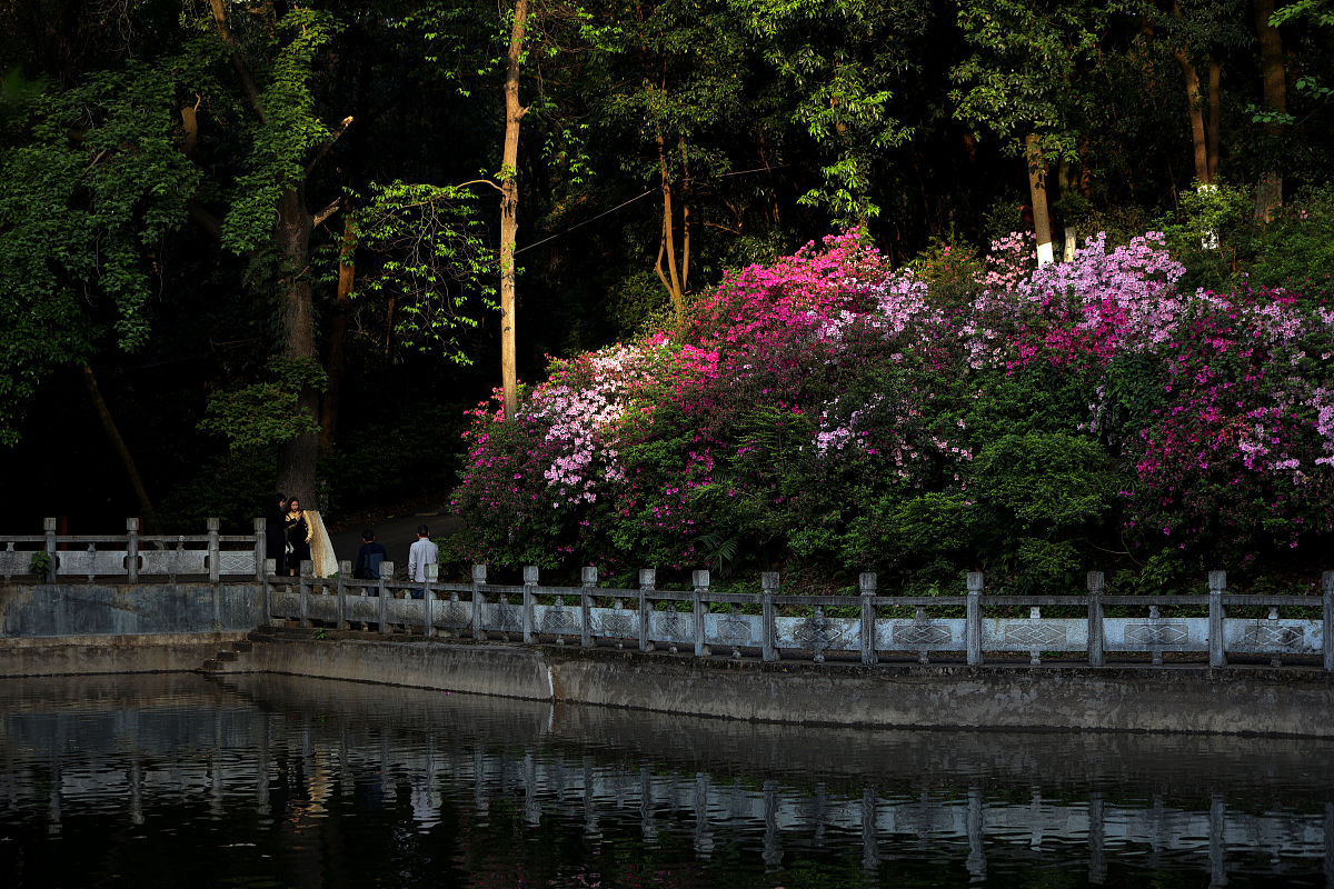 2021年3月26日,桂林,广西植物研究所内姹紫嫣红,阳光下的杜鹃花煞是好