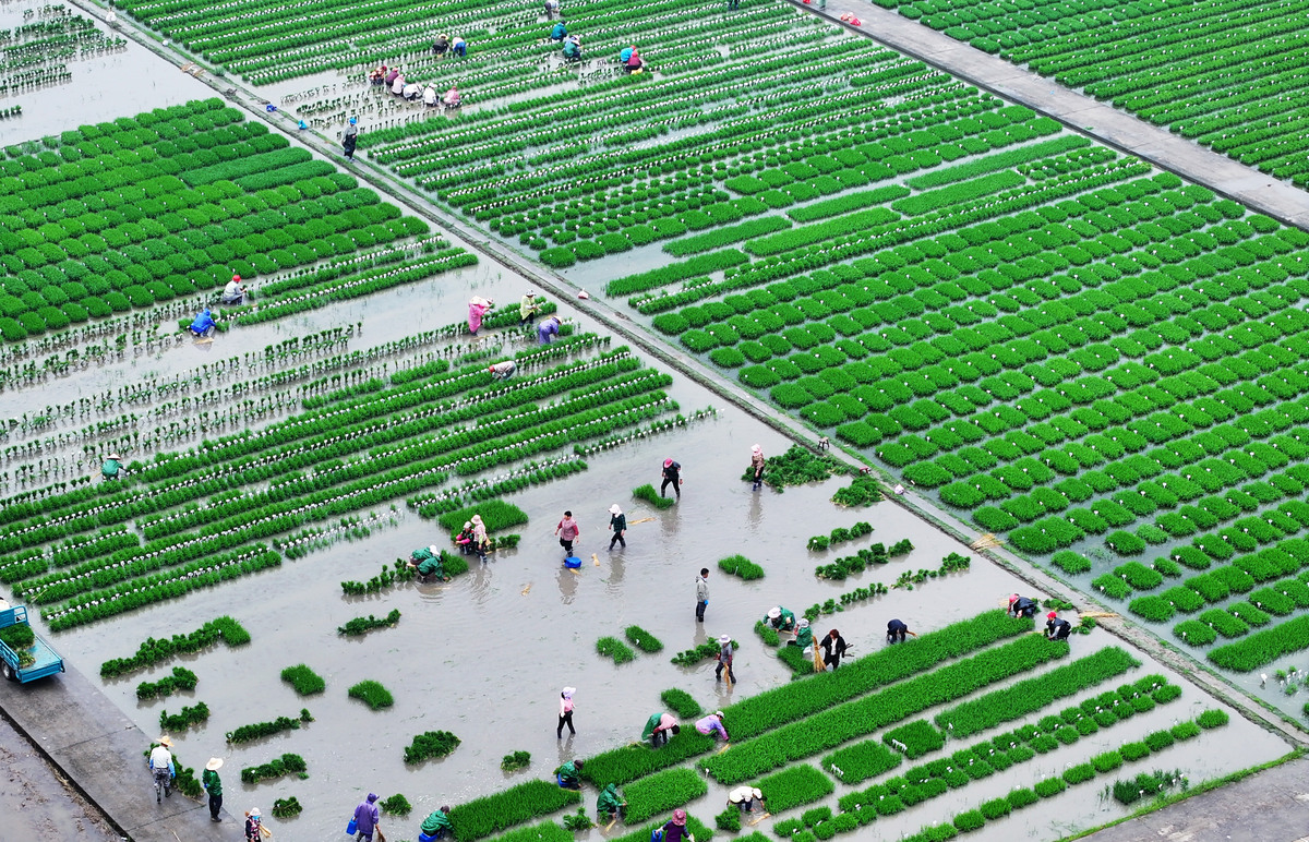 家庭农场生产经营专业发展前景如何？
