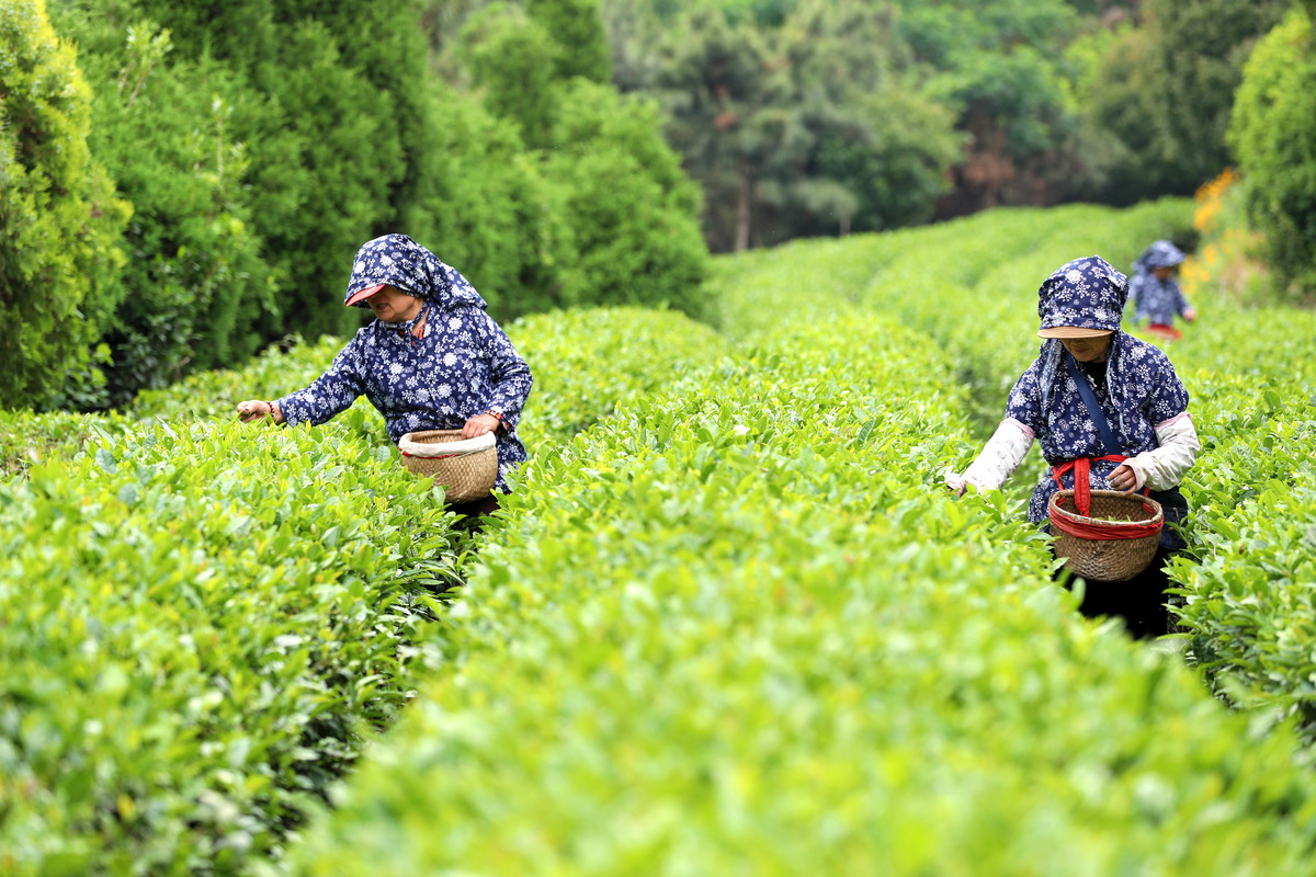 紫阳职业教育中心茶叶茶艺与乡村旅游专业怎么样