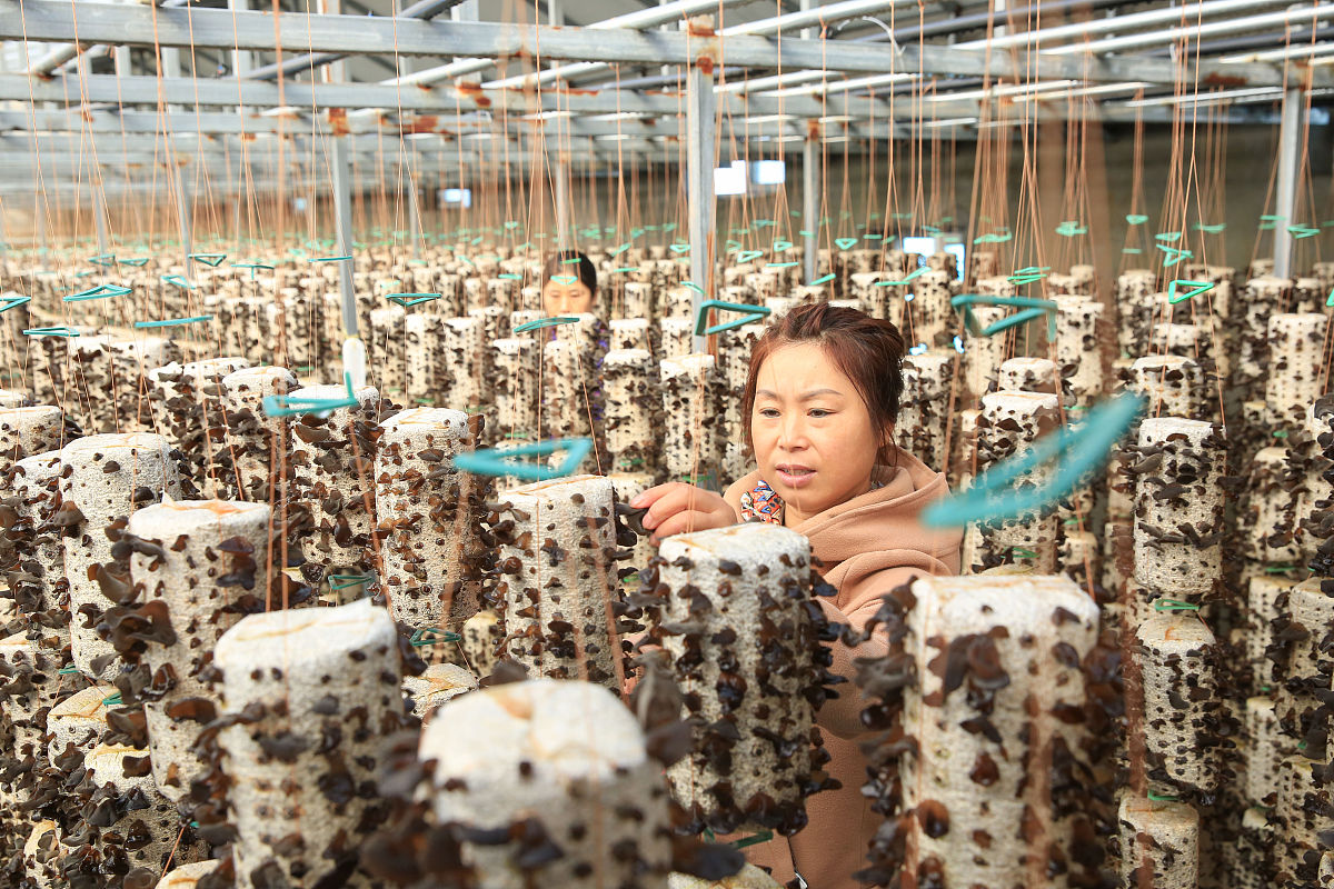 生态种植食用菌项目名称