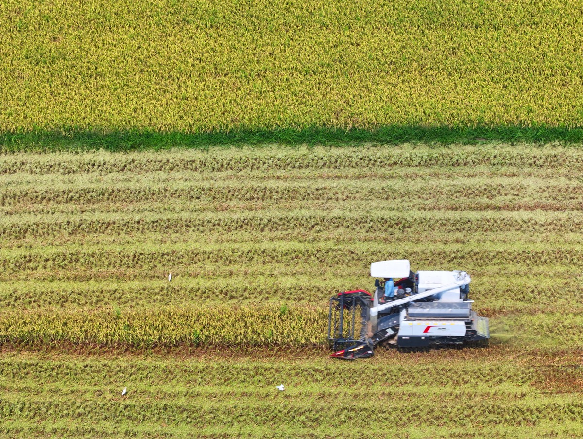 农业对国家发展的重要性：保障粮食安全，促进经济繁荣