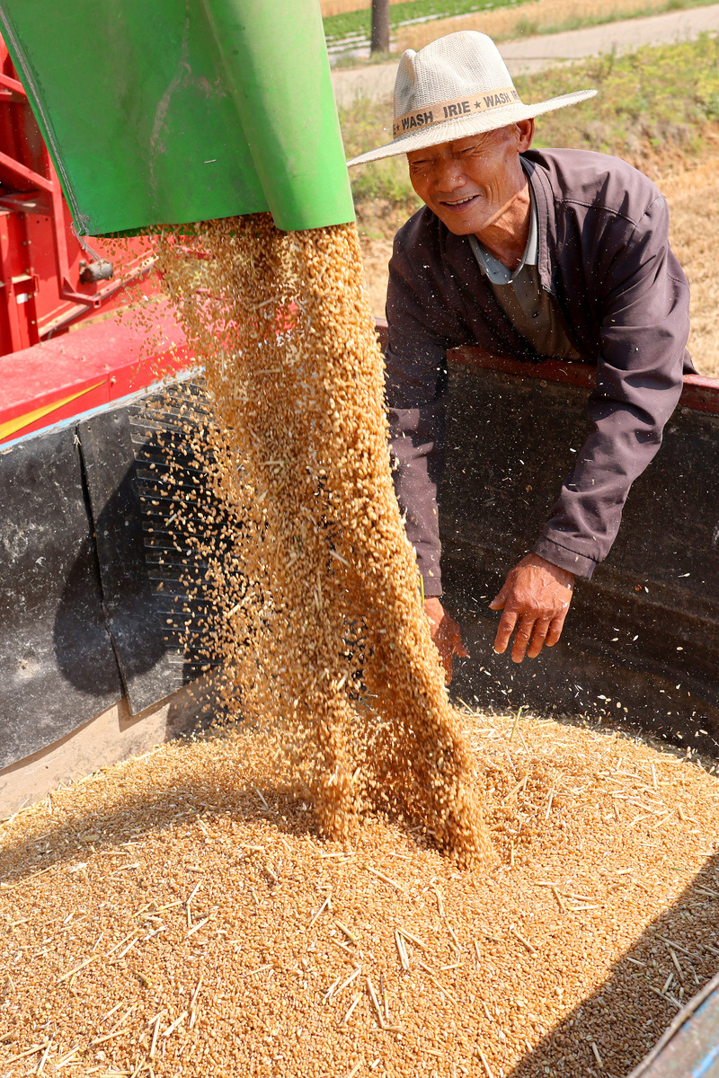 割谷子步骤：从收获到筛选，简单易懂