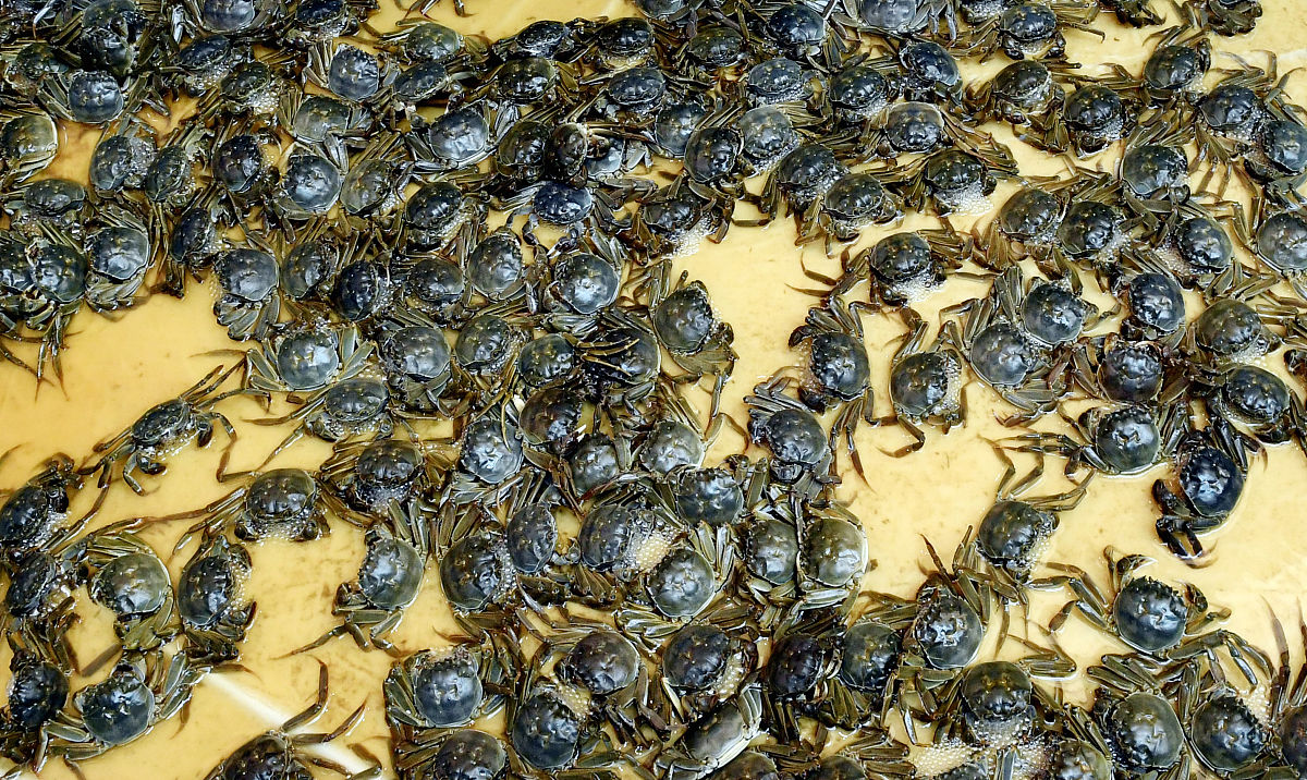 河蟹苗种质量：河蟹养殖成功的关键
