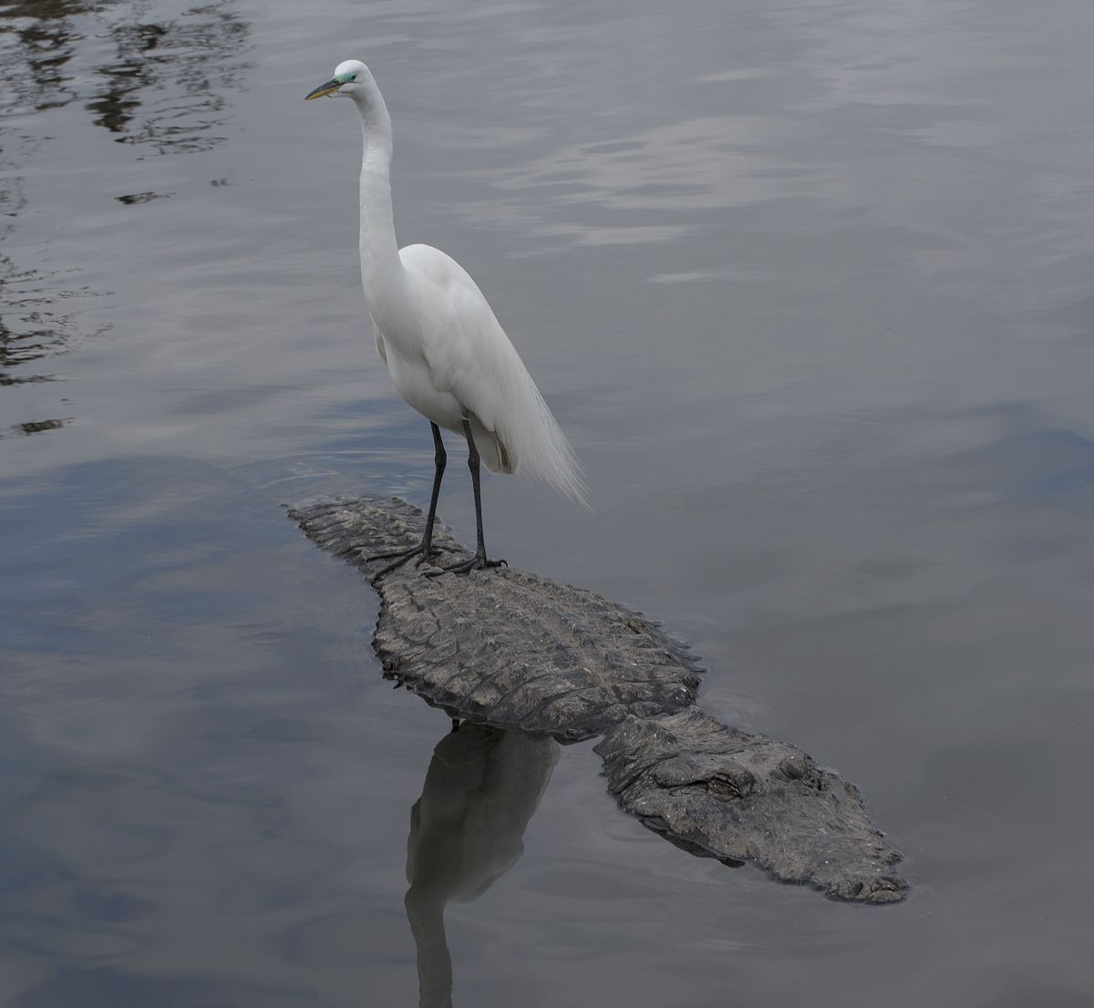 Who is the Biggest Bird: Terrance Longneck, Billy, Short View, Fordy or Crackhead?