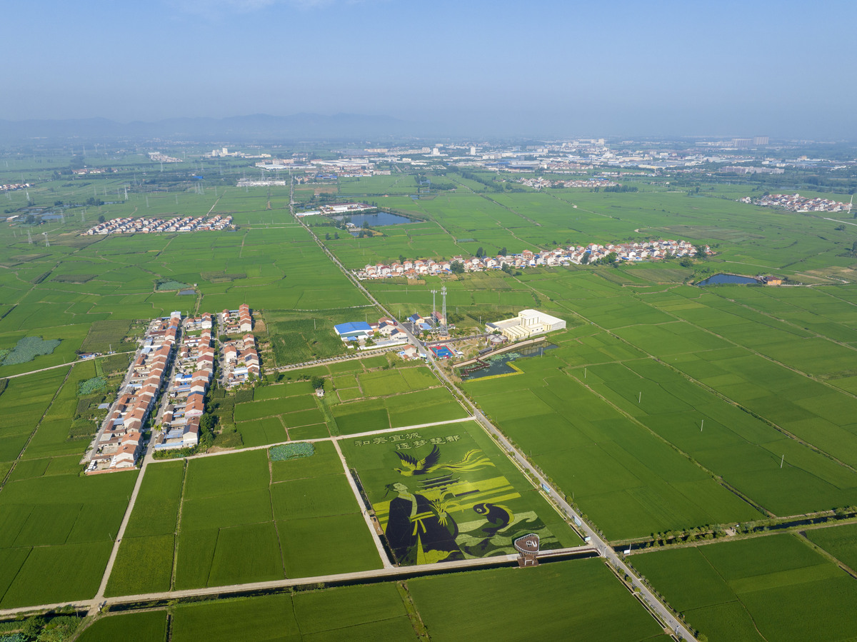 荆州区川店镇镇域经济发展