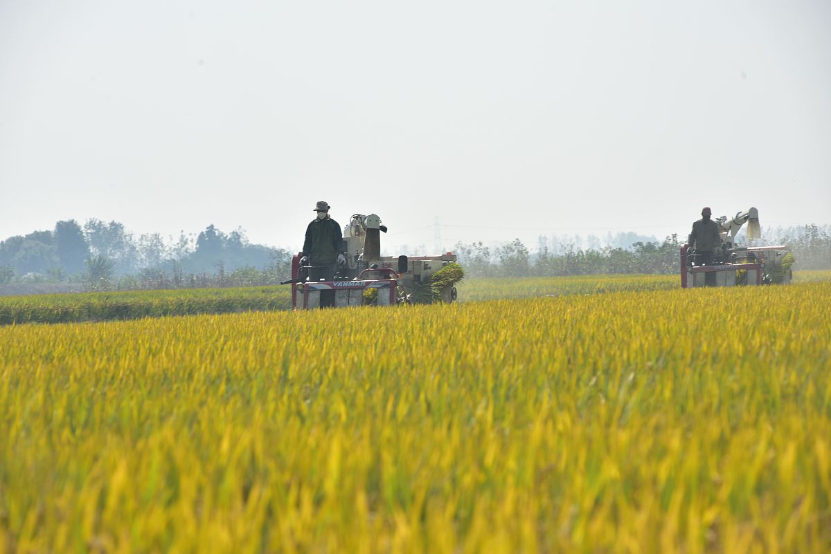 如何抓好农村发展让群众增收。