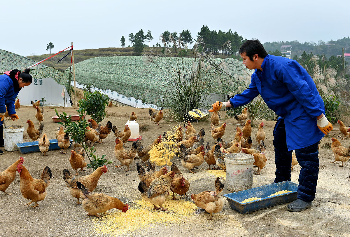 穷人养殖业什么最稳帮我用200字详细描述