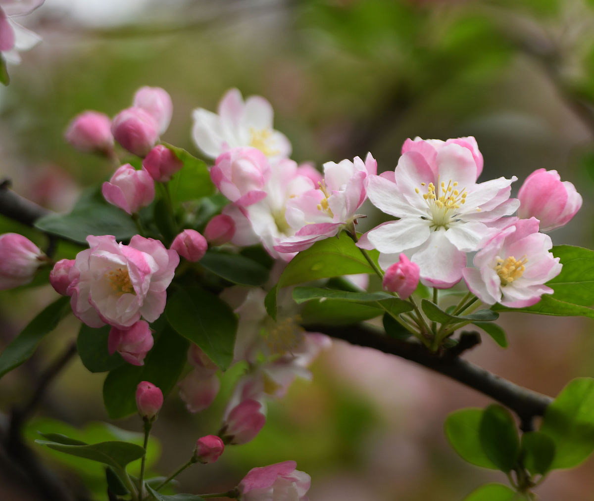 海棠名字由来：花朵、产地、传说揭秘