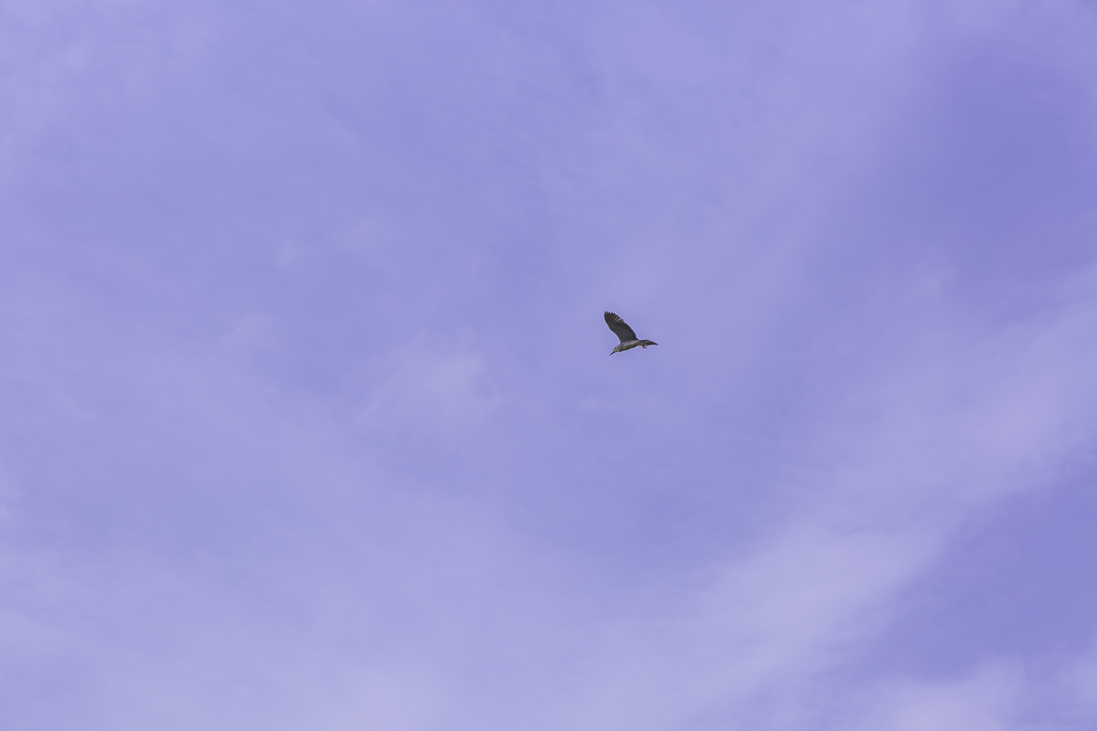 和飞名字藏头诗