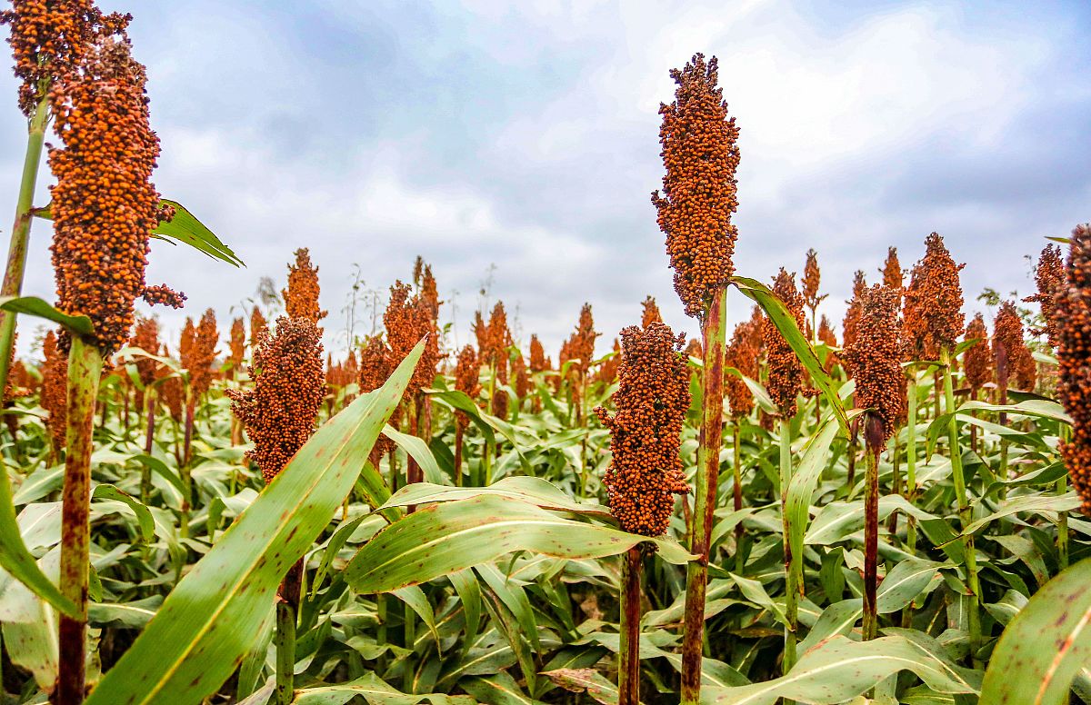 高粱是什么颜色的？- 高粱颜色种类及影响因素